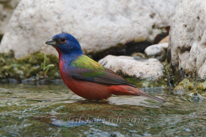 Painted Bunting 2012-05-05.jpg